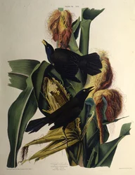 El zanate común. De Las Aves de América, 1827-1838