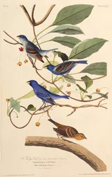 Los pájaros índigo. De Los Pájaros de América, 1827-1838