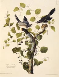 El alcaudón verdugo. De Las Aves de América, 1827-1838