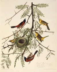 El oropéndola del huerto. De Las Aves de América, 1827-1838