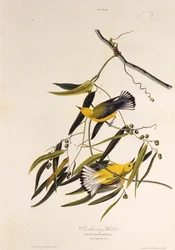 El chipe protonotario. De Las Aves de América, 1827-1838
