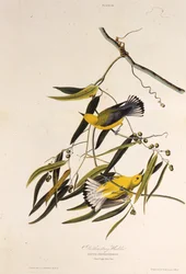 El chipe protonotario. De Las Aves de América, 1827-1838