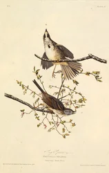 El gorrión cantor. De Las Aves de América, 1827-1838