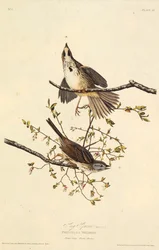 El gorrión cantor. De Las Aves de América