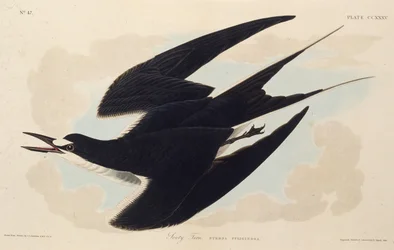 El charrán sombrío. De Las Aves de América, 1827-1838