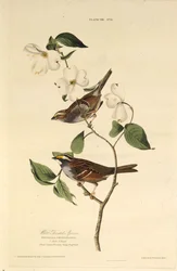 El gorrión de garganta blanca. De Las aves de América, 1827-1838