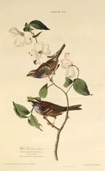 El gorrión de garganta blanca. De Los Pájaros de América, 1827-1838