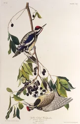 El pájaro carpintero de vientre amarillo. De Las Aves de América, 1827-1838