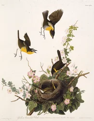 El chipe pechiamarillo. De Las aves de América