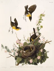El chat de pecho amarillo. De Las Aves de América, 1827-1838