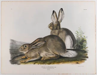 Liebre de las Montañas Rocosas de Townsend, 1842