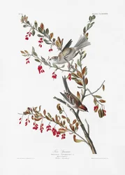 Gorrión común, de *Birds of America* (1827)