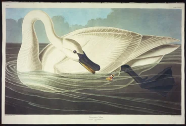 Cisne trompetero