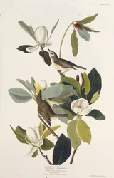 Papamoscas cantor. De Las Aves de América