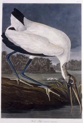 Ibis de madera