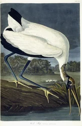 Ibis Madera, 1834