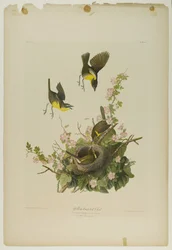 Chipe de pecho amarillo, impreso por Julien Bien y publicado por Roe Lockwood & Son, 1861