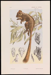 Zarigüeya de Leadbeater, Gymnobelideus leadbeateri
