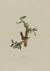 El chochín de cola larga de Bewick, de Birds of America, grabado por Robert Havell (1793-1878)