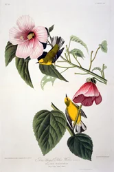 Reinita Amarilla de Alas Azules, de Pájaros de América, grabado por Robert Havell (1793-1878)
