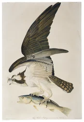 Águila Pescadora o Halcón Pescador, litografía de Julius Bien (1826-1909), 1860