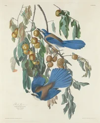Arrendajos de Florida, 1830