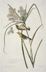 Prairie Warbler, de Birds of America, grabado por Robert Havell