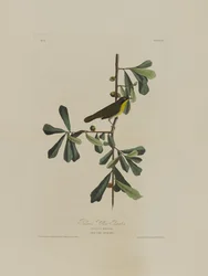 Garganta Amarilla de Roscoe, de Pájaros de América, grabado por Robert Havell (1793-1878)