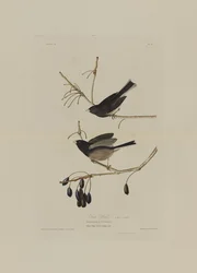 Pájaro de nieve, de Aves de América, grabado por Robert Havell (1793-1878)