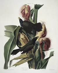 El Tordo Púrpura, de Pájaros de América, grabado por Robert Havell (1793-1878)