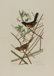 El Towhe Bunting, de Pájaros de América, grabado por Robert Havell (1793-1878)
