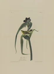 Vireo de Vigers, de Pájaros de América, grabado por Robert Havell (1793-1878)