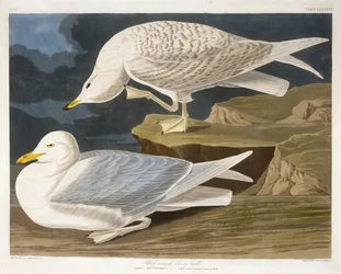 Gaviota Plateada de Alas Blancas, grabado por Robert Havell, Jr. (1793-1878), 1835 (grabado coloreado a mano)