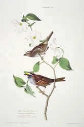 White Throated Sparrow, de Birds of America, grabado por Robert Havell