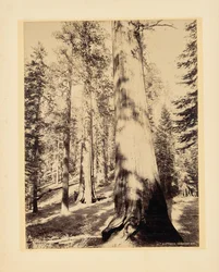 Grandes árboles, Mariposa, California