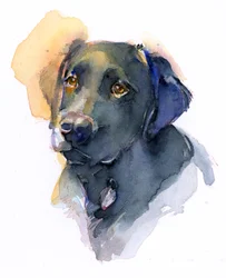 Labrador Negro