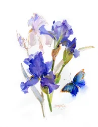 Iris con Mariposa Azul