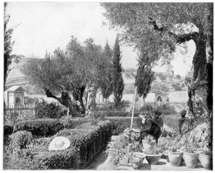 El Jardín de Getsemaní, Palestina, finales del siglo XIX