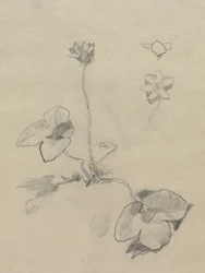 Anémona