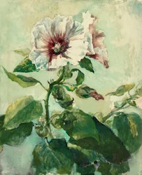 Estudio de malvarrosas rosas a la luz del sol, de Nature