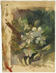 Flores de manzano a la luz del sol