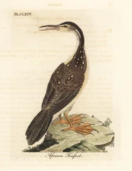 Pato africano, Podica senegalensis. Grabado en cobre coloreado a mano dibujado y grabado por John Latham de su propia Historia General de las Aves, Winchester