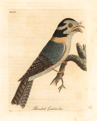Autillo nocturno australiano, Aegotheles cristatus o podargo leonado, Podargus strigoides. Grabado a mano coloreado por John Latham de su propia Historia General de las Aves, Winchester
