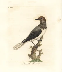 Pájaro campana barbudo, Procnias averano (charlatán abigarrado, Ampelis variegata). Grabado en cobre coloreado a mano, dibujado y grabado por John Latham de su propia A General History of Birds, Winchester