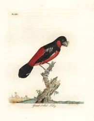 Picogordo negro y rojo, Cymbirhynchus macrorhynchos (todio de pico grande, Todus nasutus). Grabado en cobre coloreado a mano, dibujado y grabado por John Latham de su propia A General History of Birds, Winchester