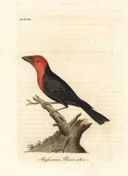 Barbudo de pico negro, Lybius guifsobalito (Cortador de plantas abisinio, Loxia tridactyla). Grabado en cobre coloreado a mano dibujado y grabado por John Latham de su propia Historia General de las Aves, Winchester