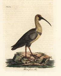 Ibis de cara negra, Theristicus melanopis (Tántalo melanops). De A General History of Birds, Winchester
