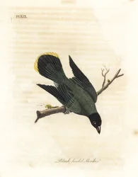 Bulbul de cabeza negra, Pycnonotus atriceps. Grabado a mano coloreado por John Latham de su propia Historia General de las Aves, Winchester
