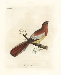 Trogón de garganta negra, Trogon rufus, hembra (Curucui rufo, Trogon rufus). Copiado de la ilustración de Martinet del Cayenne para Buffon Coucou a queue rousse. De A General History of Birds, Winchester