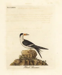 Rayador negro, Rynchops niger (Rhynchops nigra). Grabado en cobre coloreado a mano dibujado y grabado por John Latham de su propia A General History of Birds, Winchester